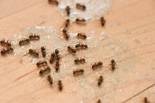 Petersburg, VA Pest Control Company