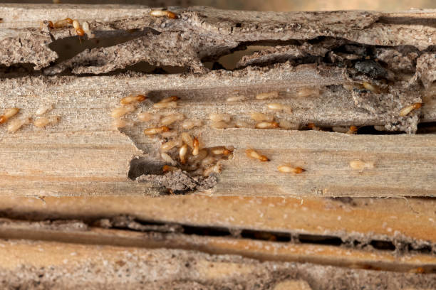Best Pest Control for Businesses  in Petersburg, VA